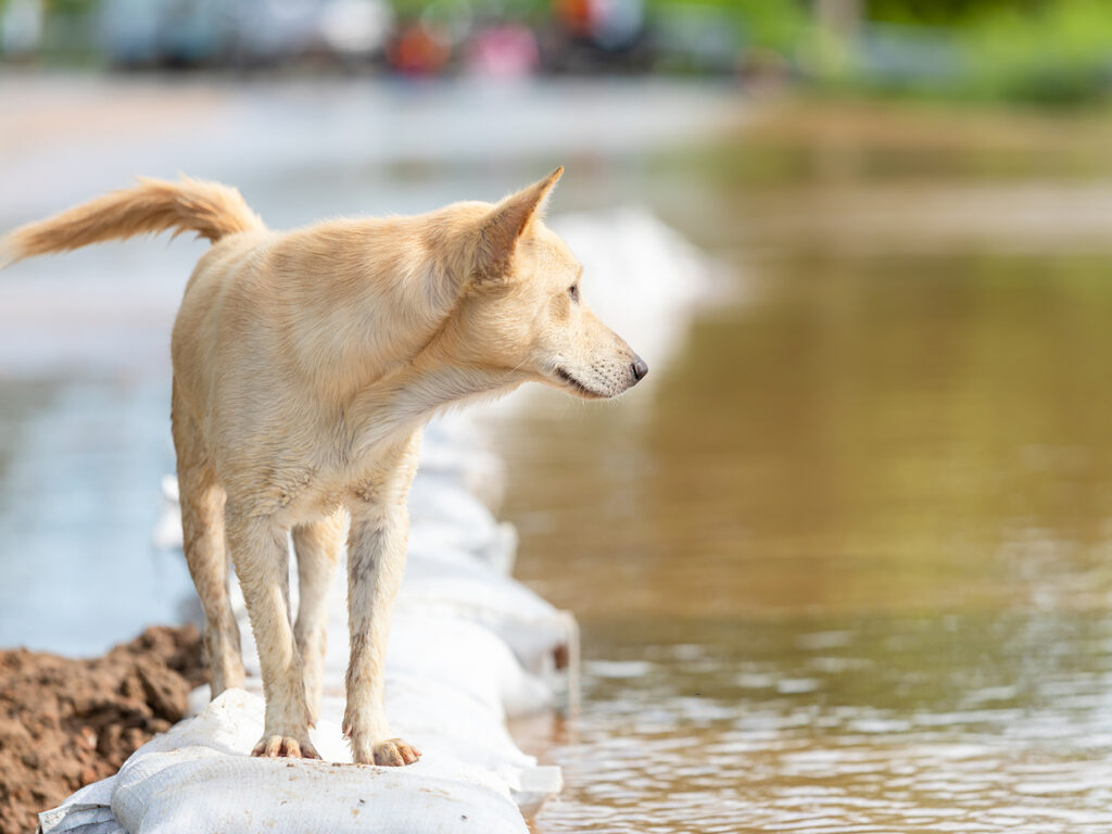 Yellow dog looking out over floodwaters