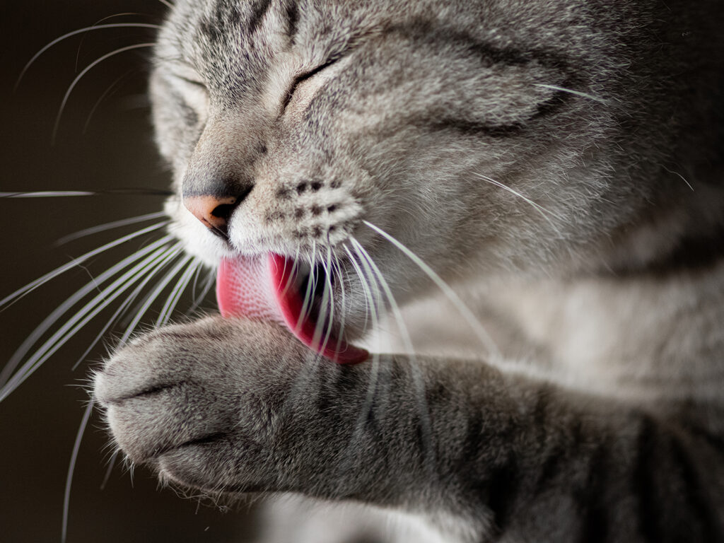 Close up of tabby cat licking its paw