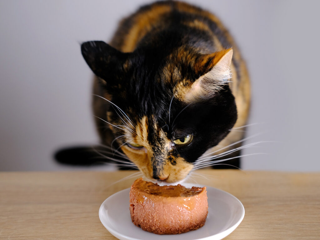 A calico cat eating canned food