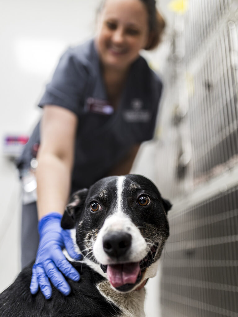 Technician petting a black and white dog