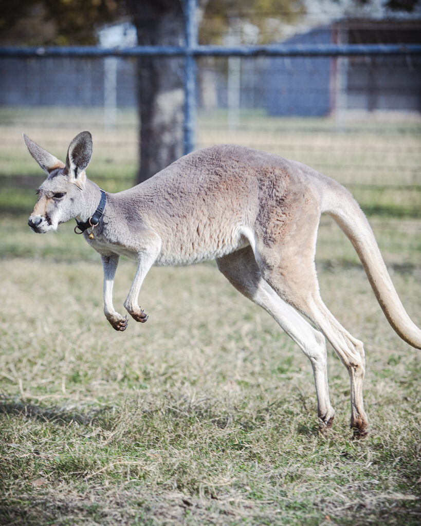 Diego the kangaroo jumping