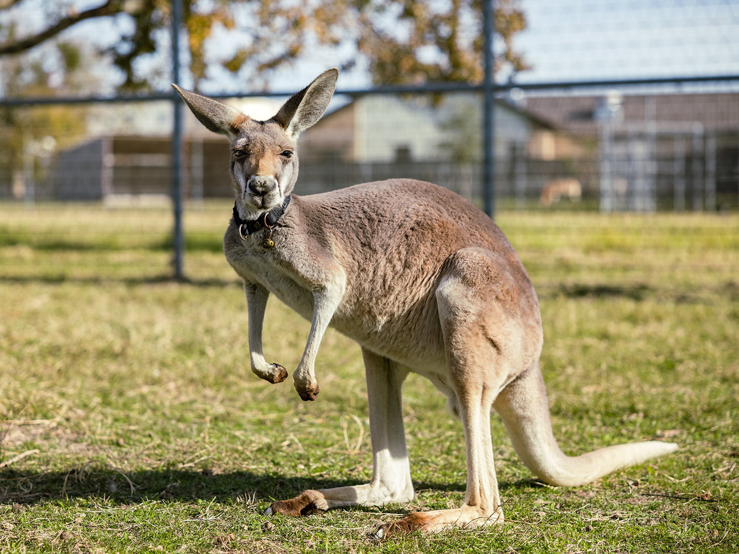A kangaroo wearing a black collar with bells