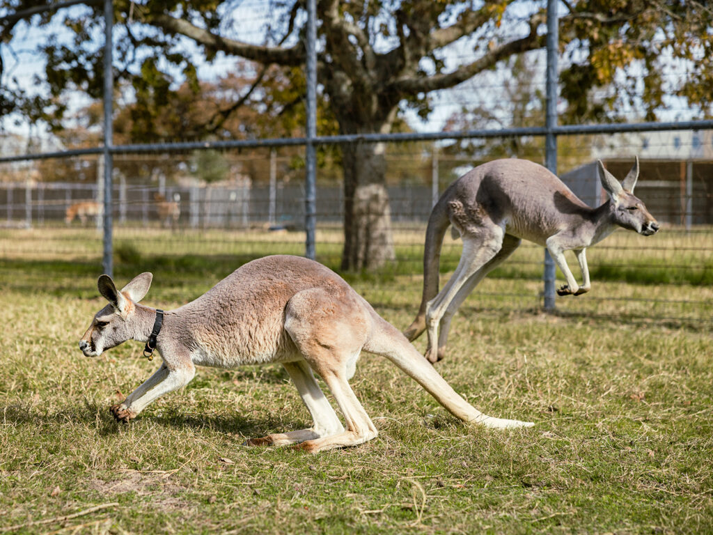 Two kangaroos hopping around