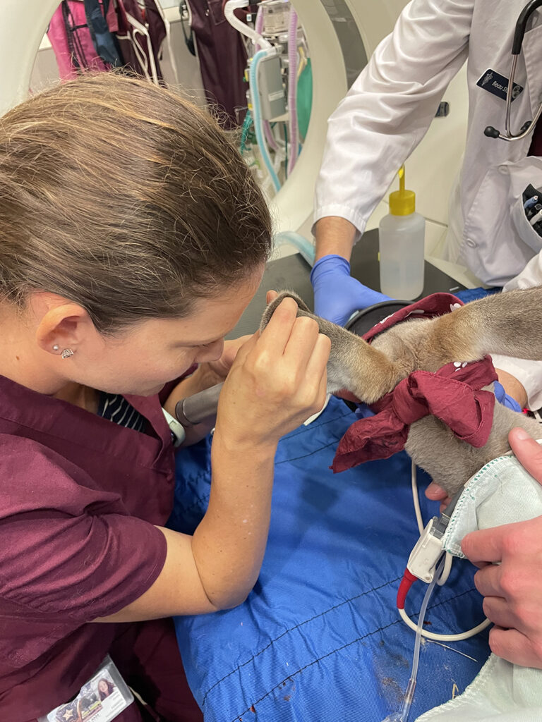Veterinarian looking into a kangaroo's ear canal