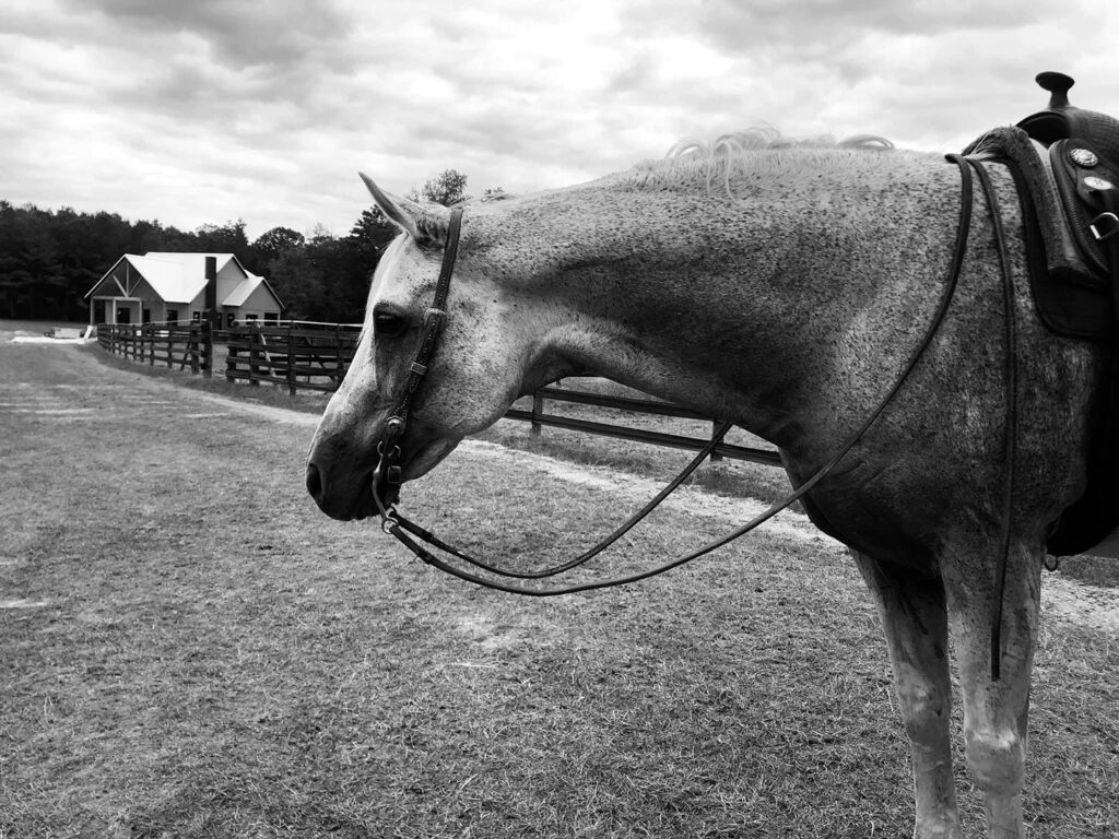 Grey horse. Black and white