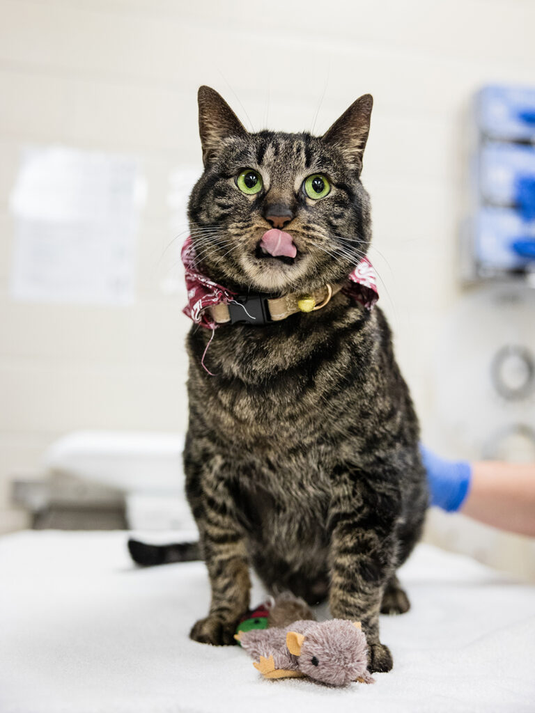 A brown tabby cat sticking his tongue out