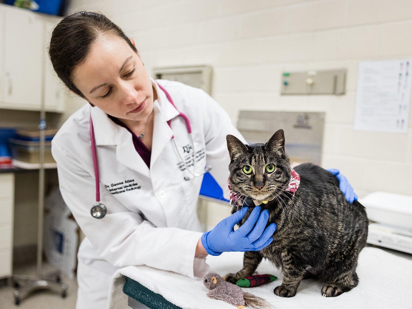 A veterinarian examining a brown tabby cat