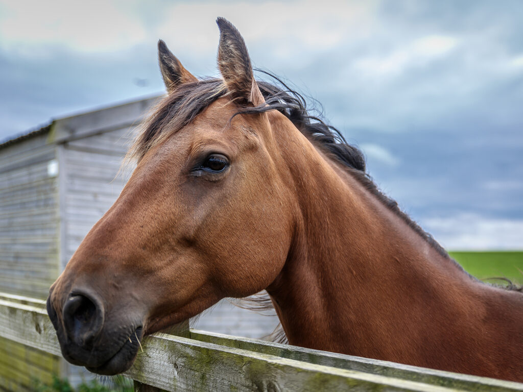 A brown breed horse looks quietly through a wooden fence on a green farm