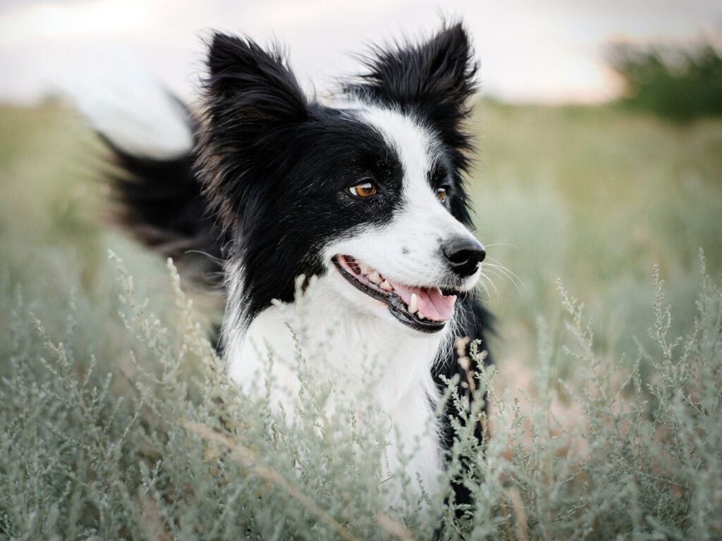 Border collie in tall grass