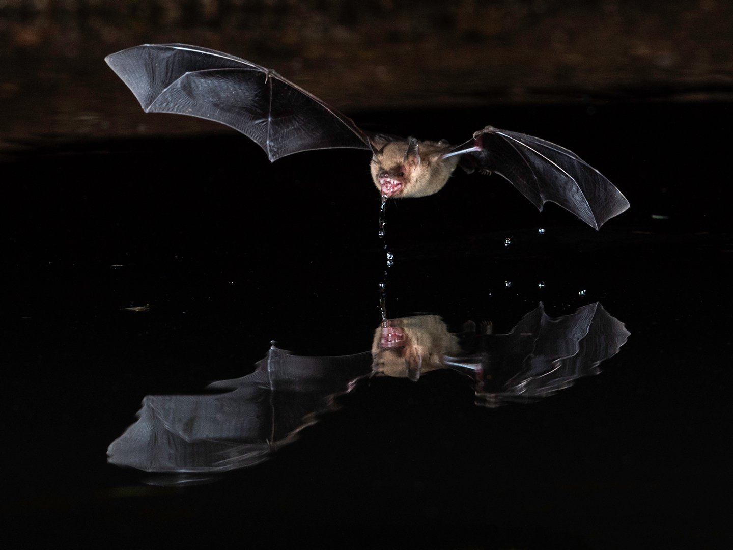 Long eared Myotis Bat at night