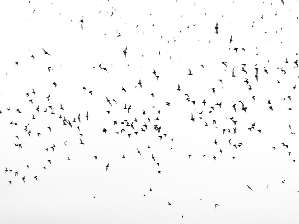 Swarm of bats