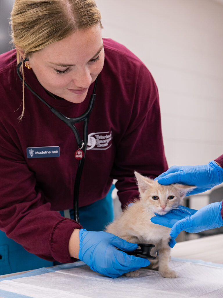 A veterinary student examines a small orange kitten
