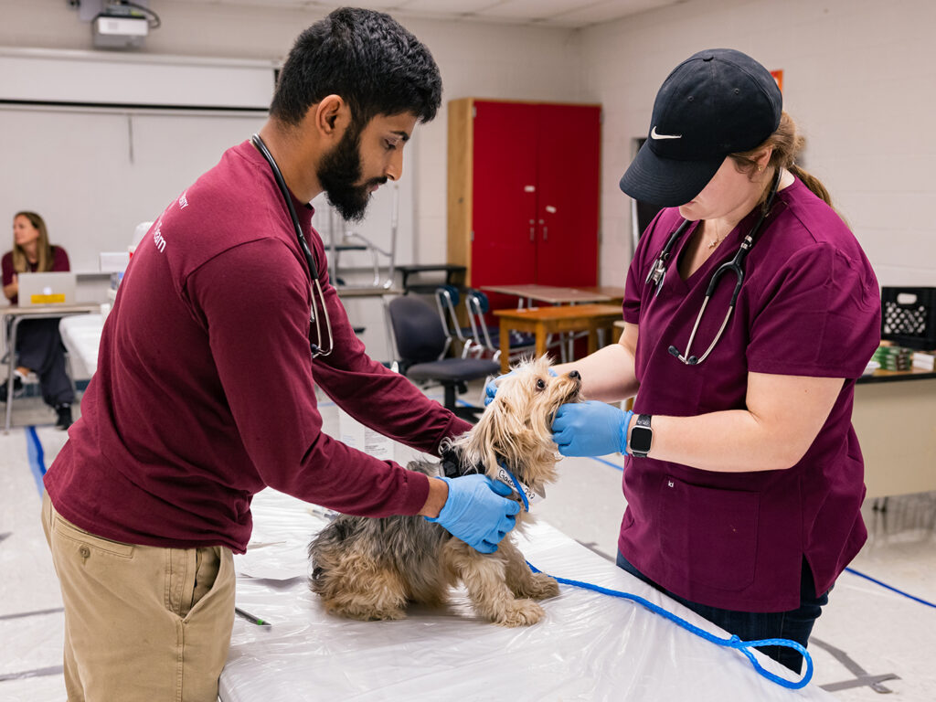 Two veterinary students examine a small yorkie dog