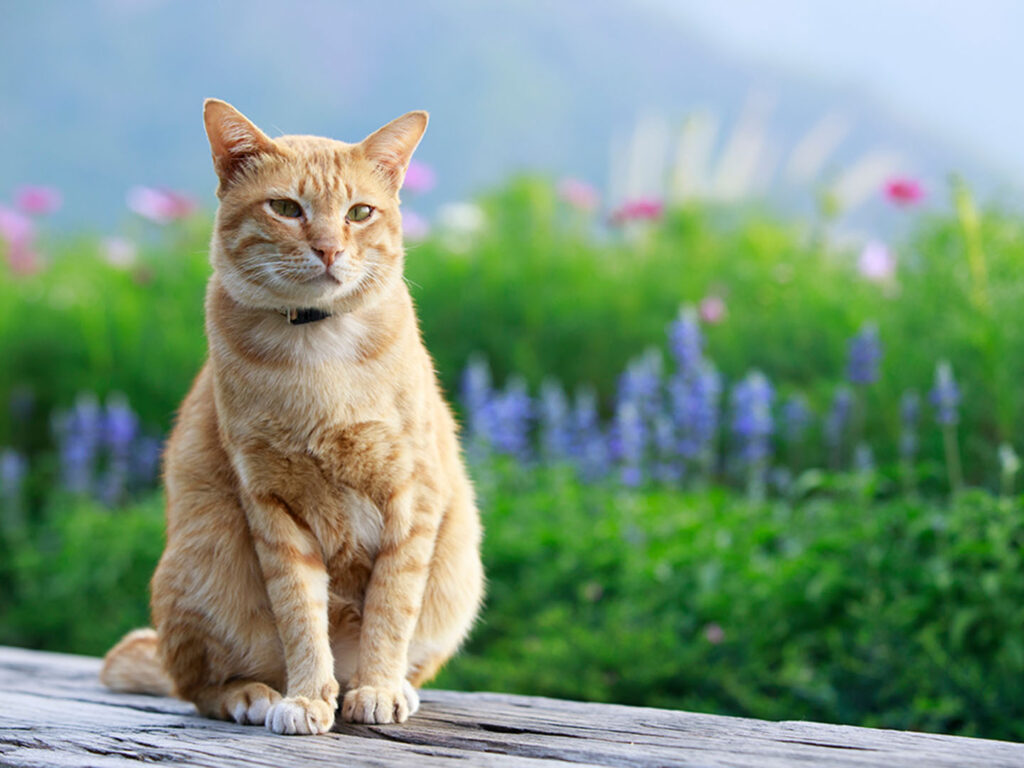 Orange cat in a field of spring flowers.