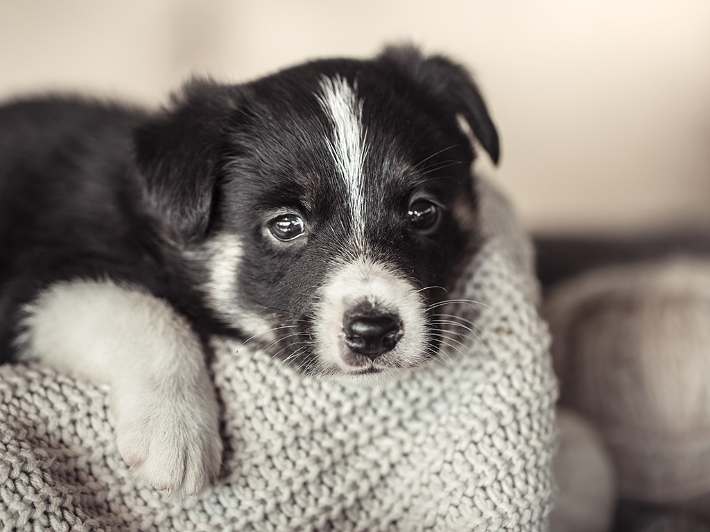 A black and white border collie puppy lays on a crochet blanket looking tired as if they have parvovirus.