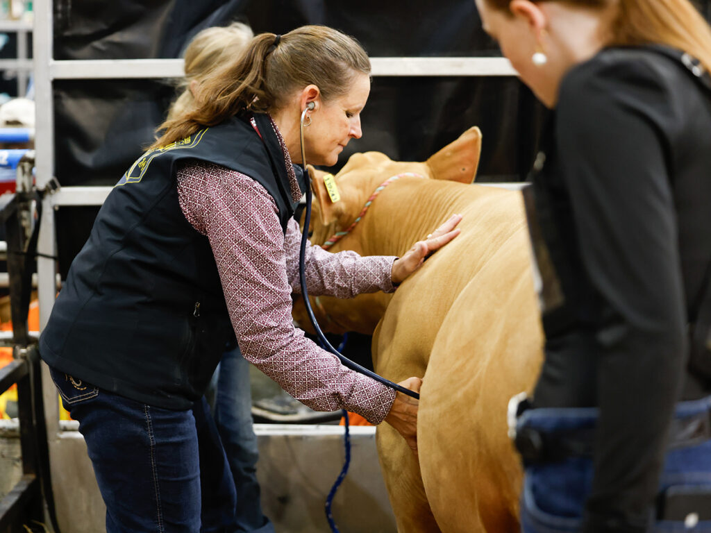 Easterwood listens to a cow's heartbeat at the Houston Rodeo
