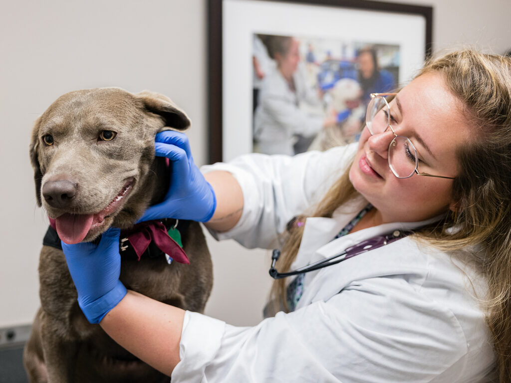 Lanie the silver lab being examined by a veterinary student
