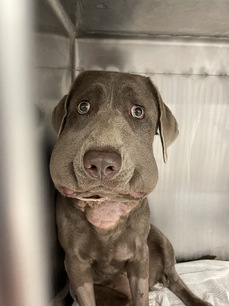 Lanie the silver lab with a very swollen face