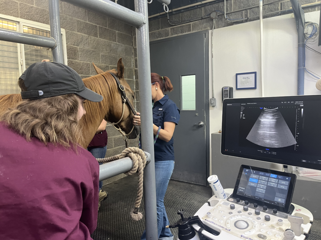 Student conducting an ultrasound on a brown horse