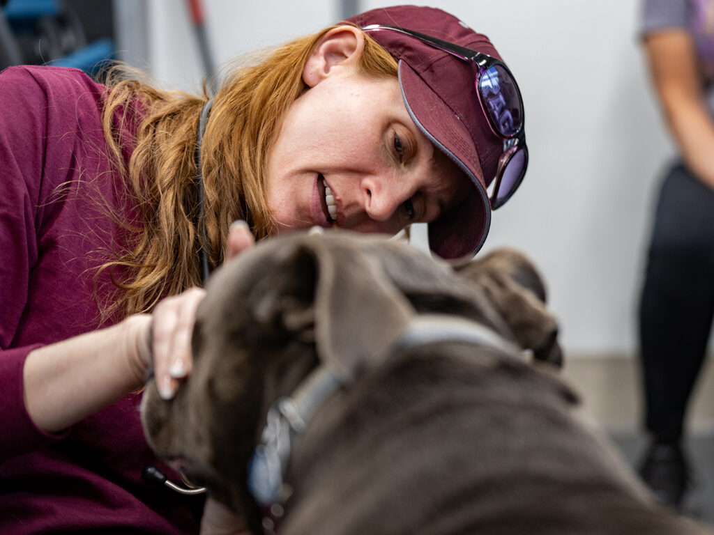 Veterinarian examines a grey dog's eye