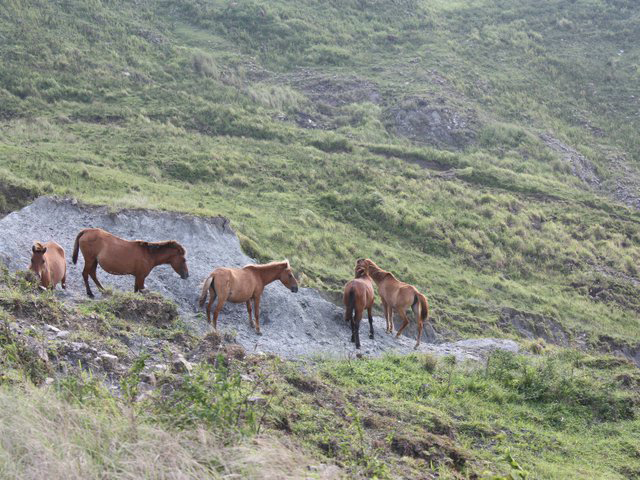 A herd of Timor ponies in the mountains