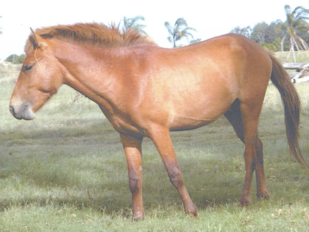 brown Timor pony
