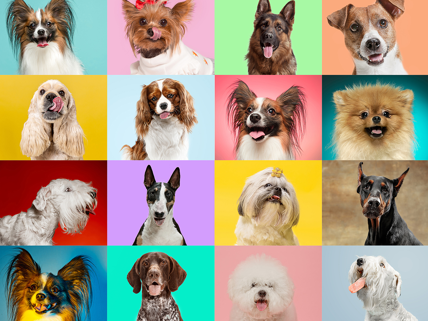 Colorful blocks with different dog breeds
