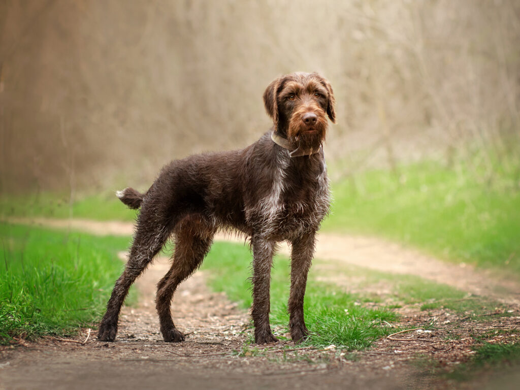 German wirehaired pointer dog on a foggy path