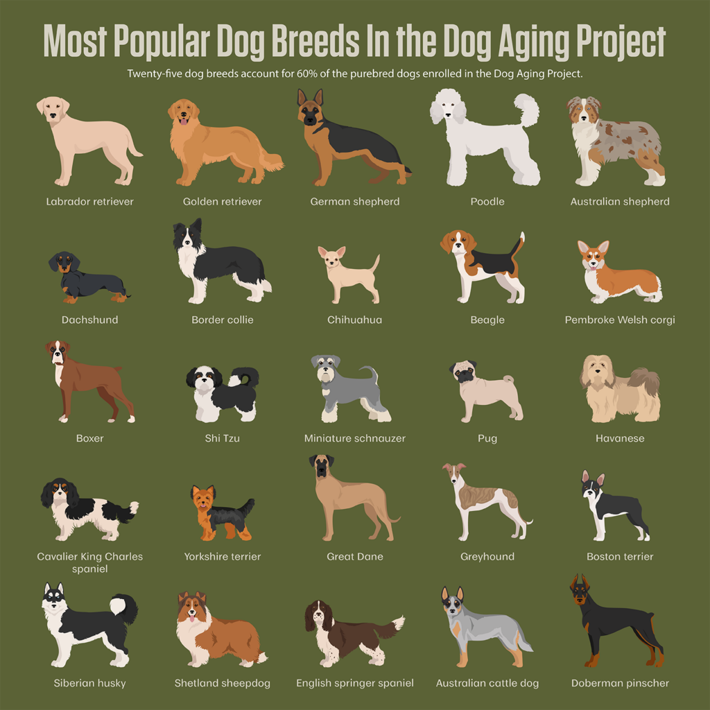Most Popular Dog Breeds In the Dog Aging Project.
Twenty-five dog breeds account for 60% of the purebred dogs enrolled in the Dog Aging Project.
