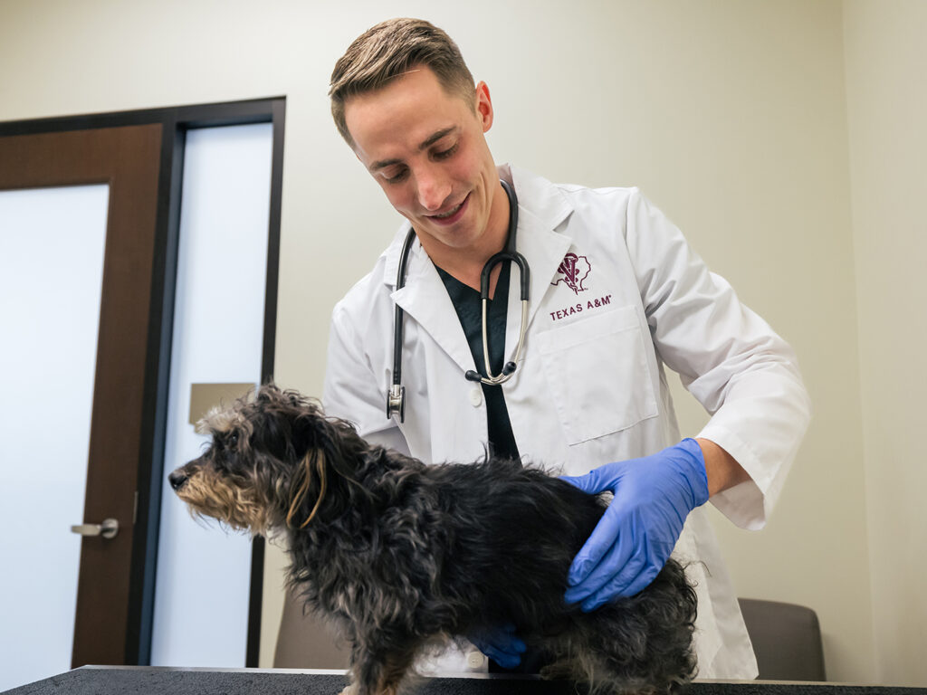 Doug Ferry in a white coat examining a small terrier dog