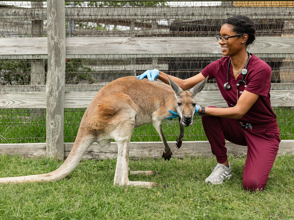 Amiri Fowler Cadena examines a kangaroo
