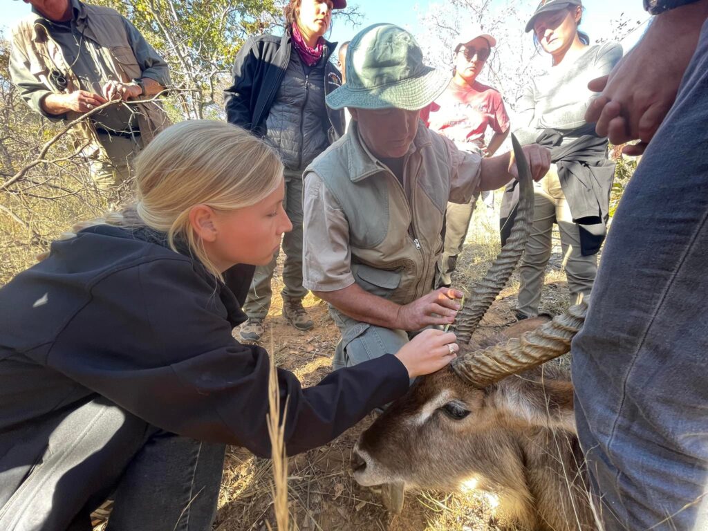Student measures a waterbuck's horn