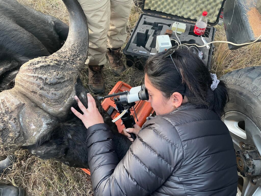Student examining a cape buffalo's eye