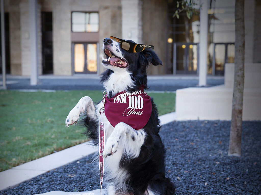 Border Collie in solar eclipse glasses and a Texas A&M bandana