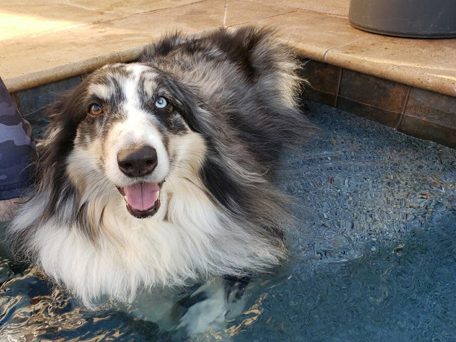 Ollie sitting in a swimming pool