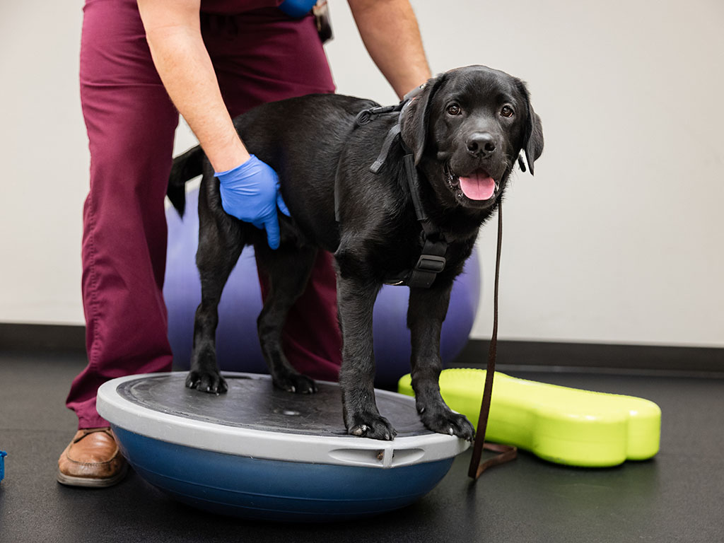 Parlay, a black lab, on a balancing ball at a rehabilitation appointment. 
