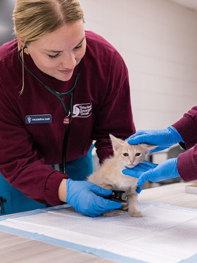 A student examines a kitten at Operation Border Health Preparedness