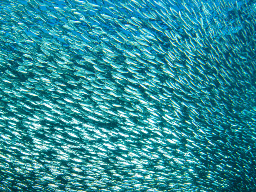 School of sardines