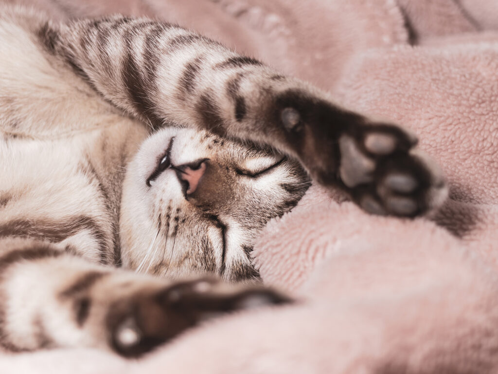 Tabby cat laying on its back with paws in the air on a soft pink blanket