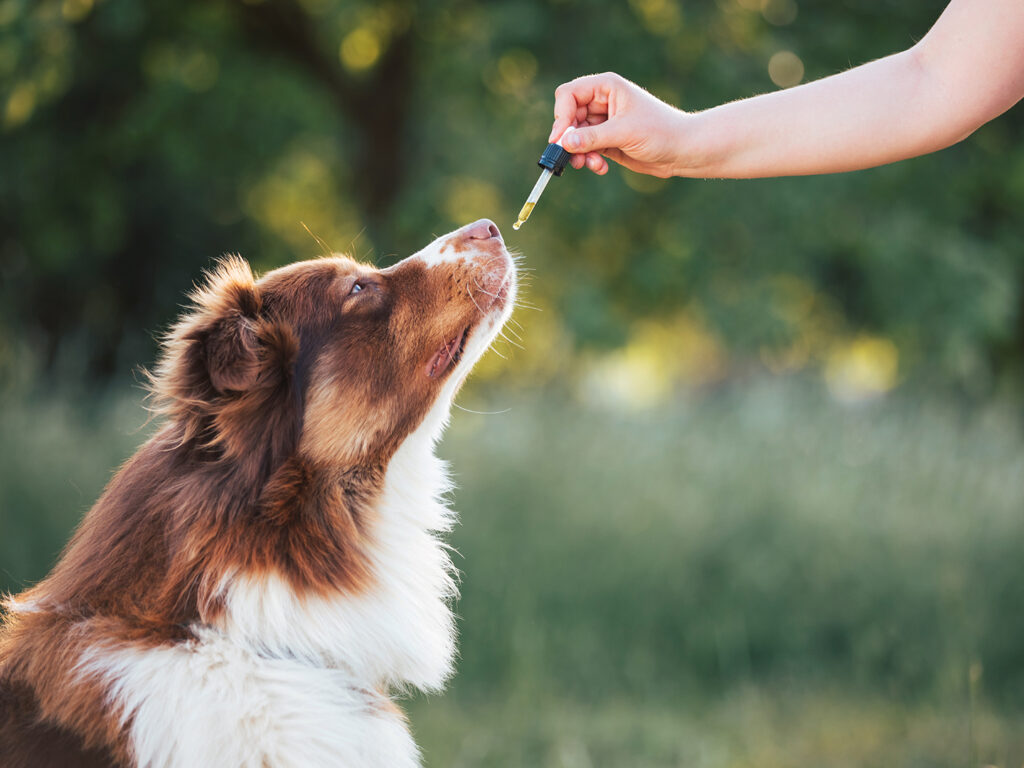 Dog sniffer a dropper with CBD