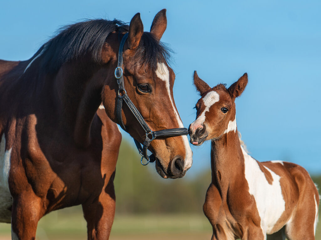 A mother horse and foal