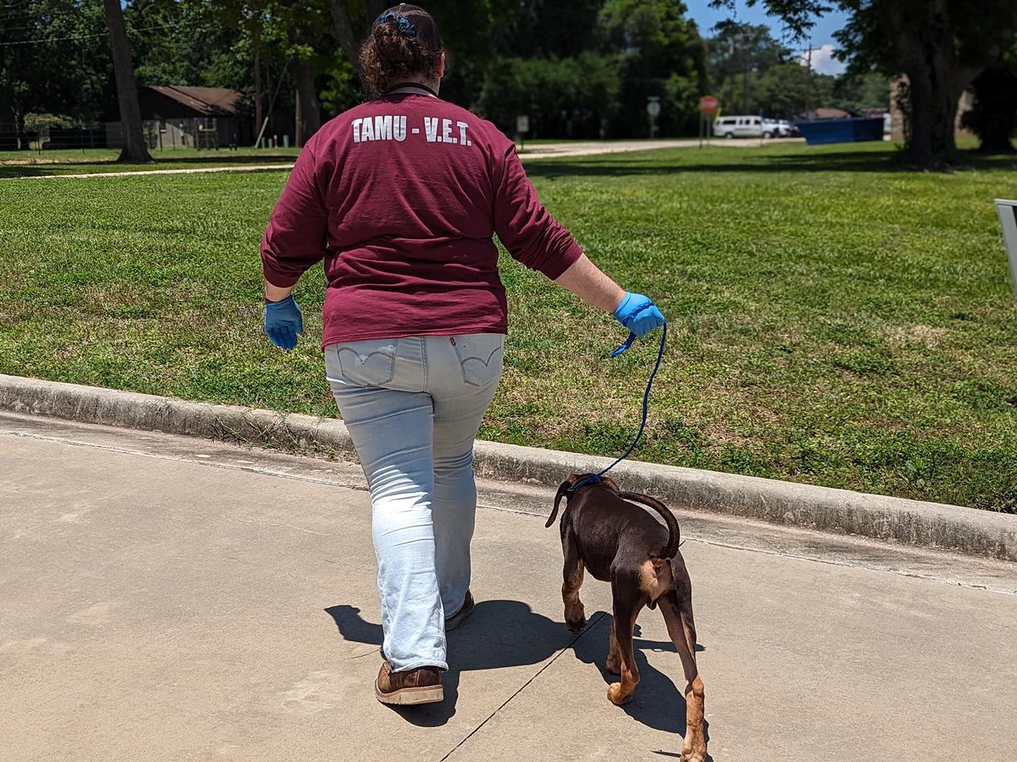 VET member walking a dog