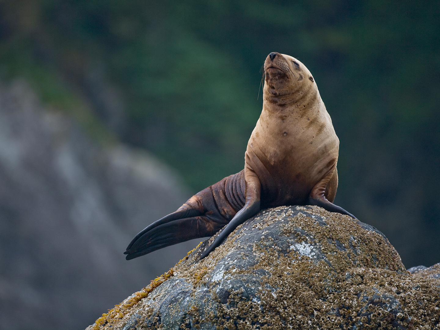 Steller sea lion sitting on a rock