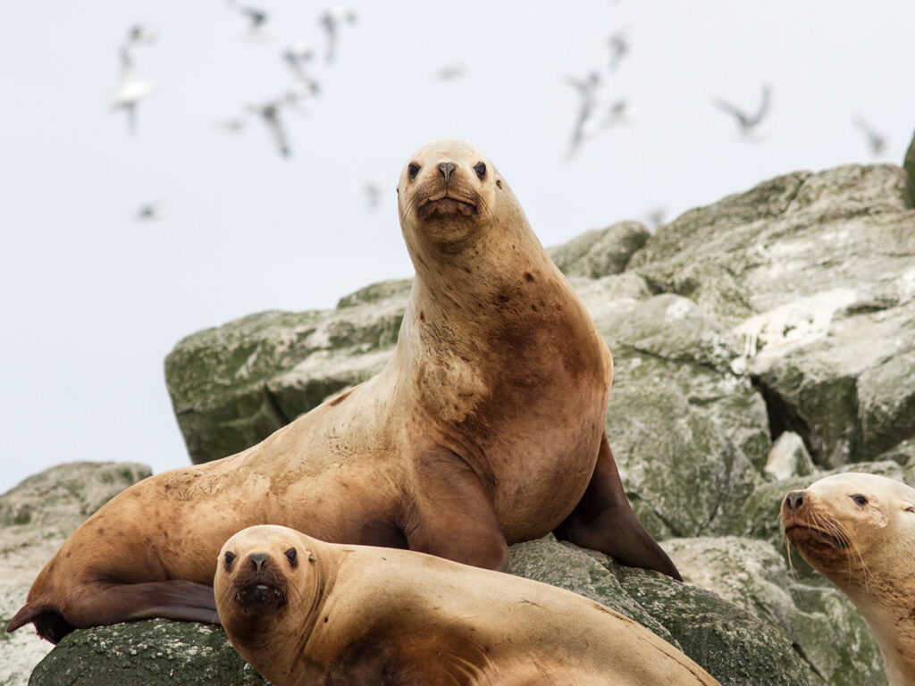 Steller sea lions
