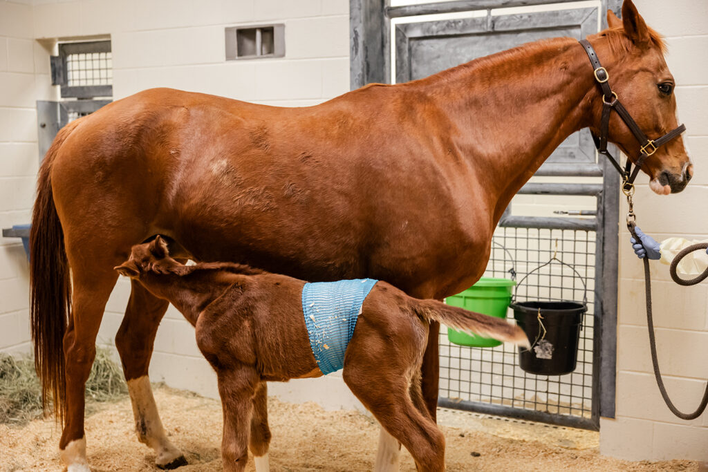 Foal nursing at Texas A&M