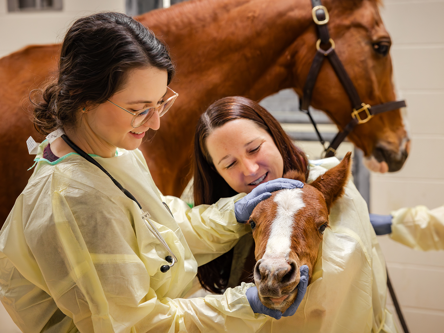 Two veterinarians in scrubs examine a brown foal