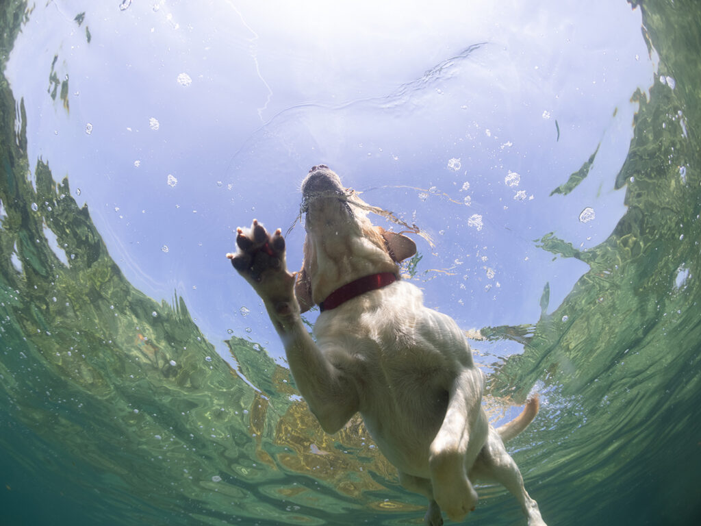 labrador retriver dog swiming in summer viewed underwater from below