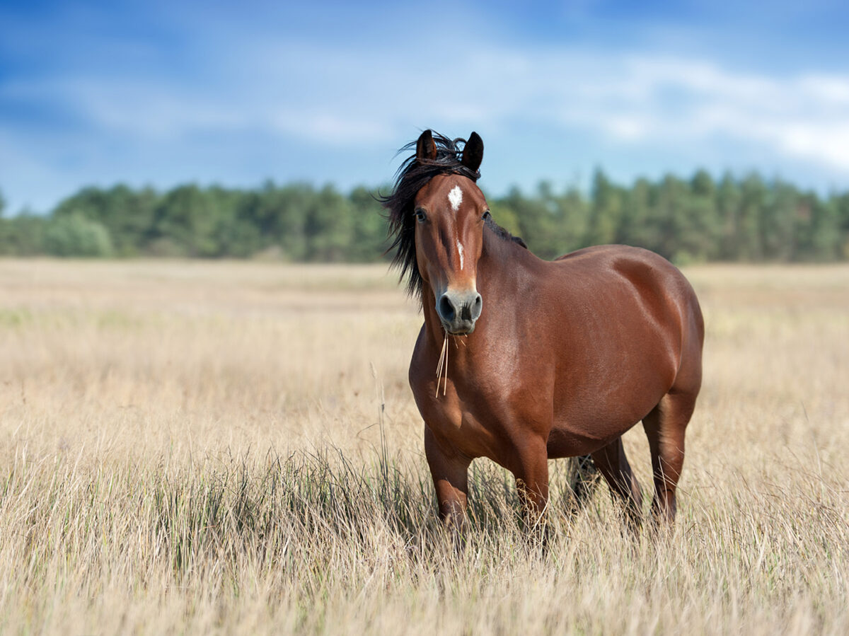 Understanding The Season Of Summer Sores In Horses | VMBS News