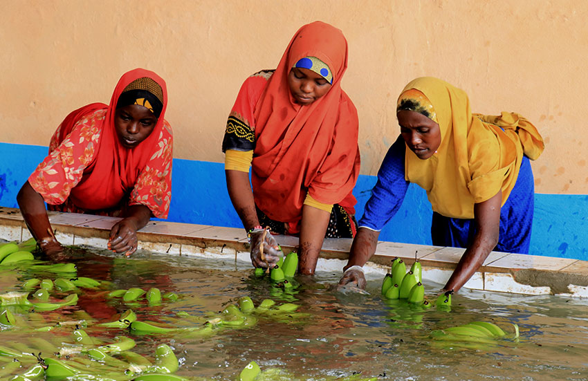 Three women washing bananas