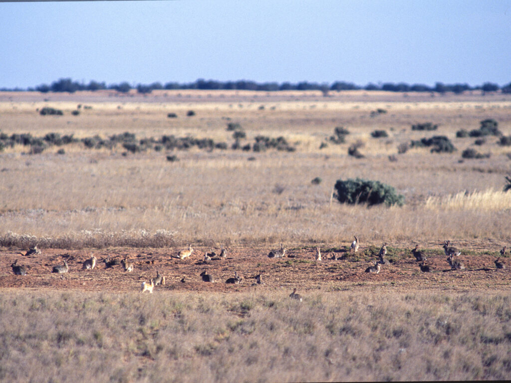 wild feral rabbits in plague numbers in the outback of South Australia.